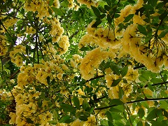 a0104162_2049999.jpg
