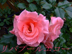 a0104162_20521411.jpg