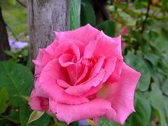 a0104162_20523491.jpg