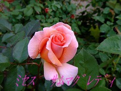 a0104162_20524635.jpg