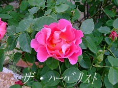 a0104162_20531100.jpg