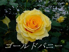 a0104162_20531392.jpg