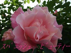 a0104162_20532430.jpg