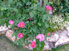 a0104162_2053745.jpg