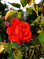 a0104162_20545434.jpg