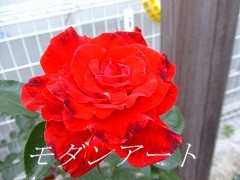 a0104162_2054956.jpg