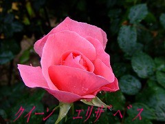 a0104162_2055178.jpg