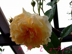 a0104162_2055710.jpg