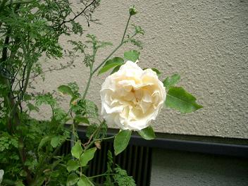 c0186463_003559.jpg