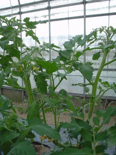 f0055264_20515257.jpg