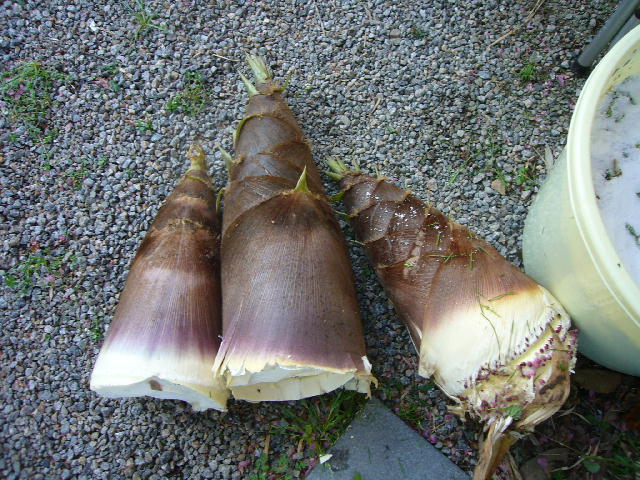 f0057565_1724858.jpg
