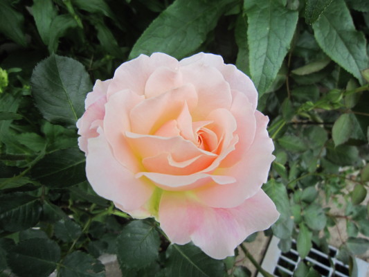 c0202870_8435137.jpg
