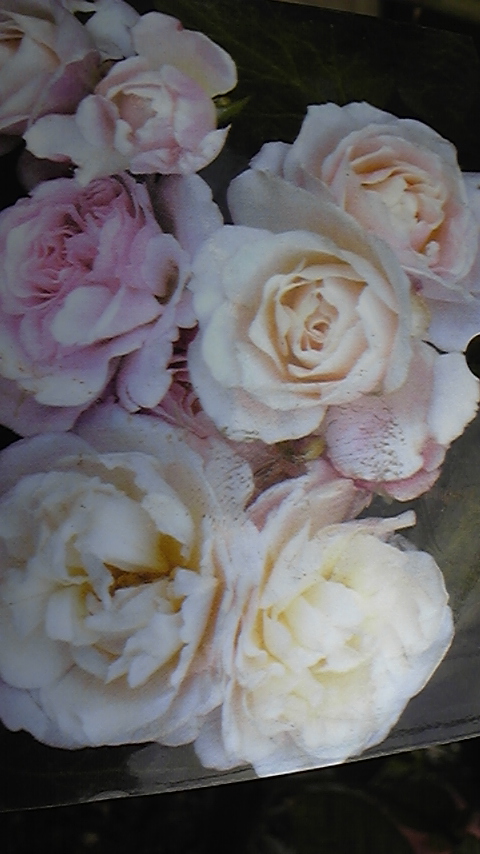 c0202870_8454382.jpg