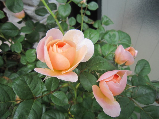 c0202870_8482211.jpg