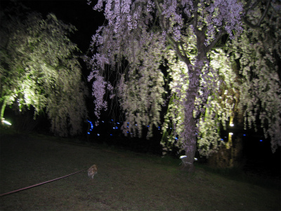 a0038882_937341.jpg