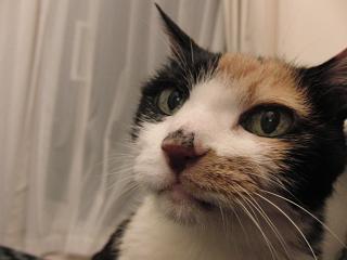 c0201113_0265336.jpg
