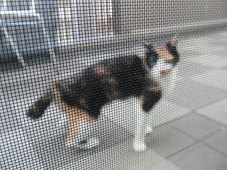 c0201113_072095.jpg