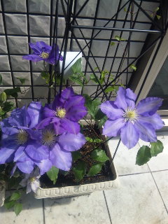 c0201113_084392.jpg