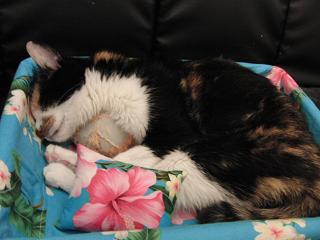 c0201113_135723.jpg