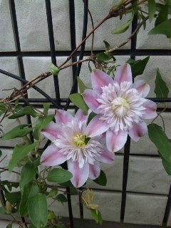 c0201113_23402390.jpg