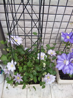 c0201113_23465273.jpg