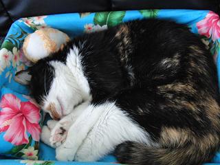 c0201113_23525578.jpg
