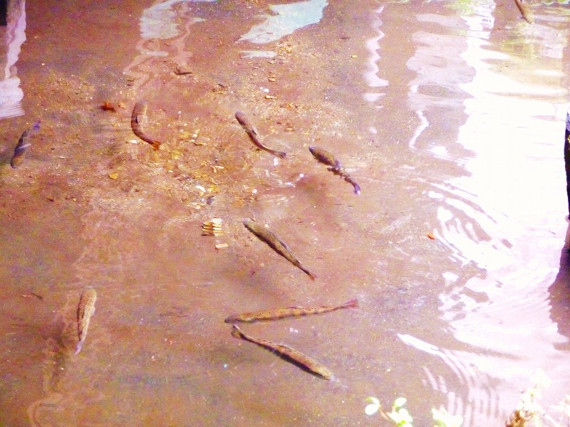 f0182513_053262.jpg