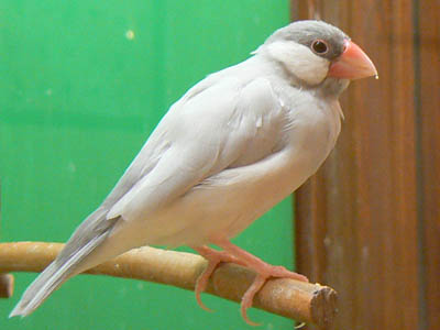 e0148120_527150.jpg