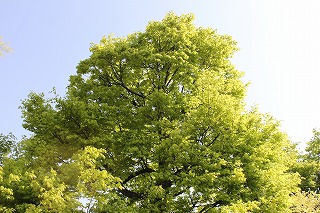 c0137145_8484251.jpg