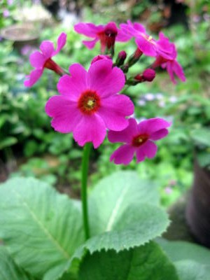 c0147952_1841815.jpg