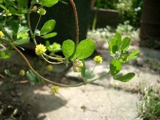 c0186463_010491.jpg