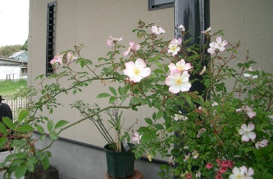 c0186463_0123559.jpg