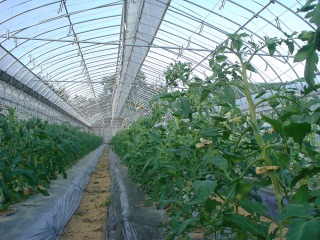f0055264_20431.jpg