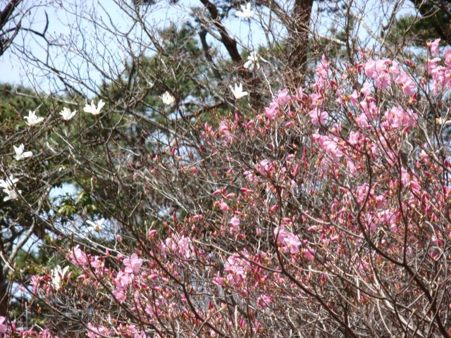 c0042869_1630505.jpg