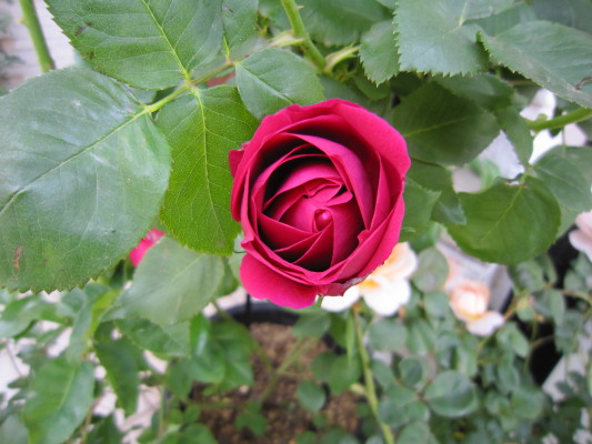 c0202870_172266.jpg