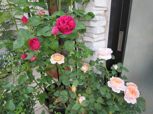 c0202870_1762082.jpg