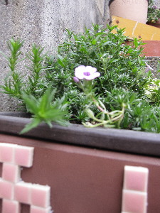c0208974_1182839.jpg