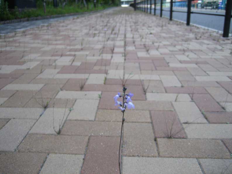 b0057679_88118.jpg