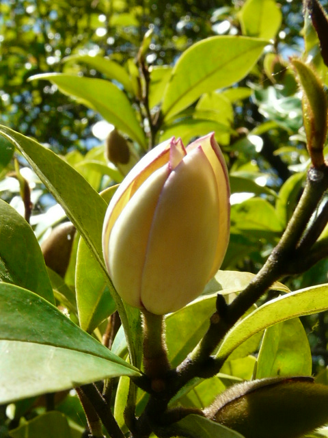 e0145782_20295062.jpg