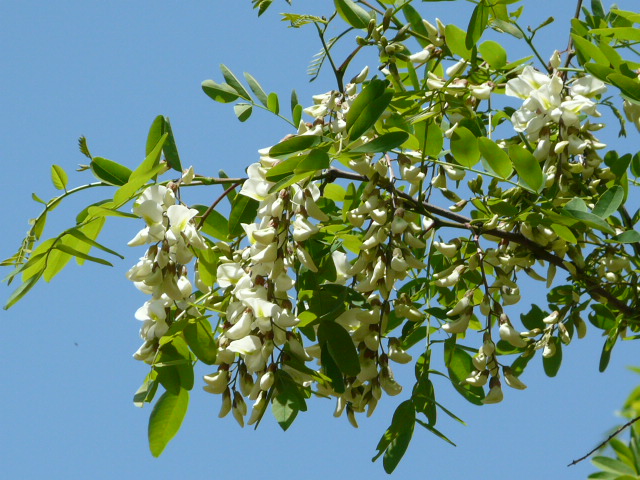 e0145782_2029731.jpg