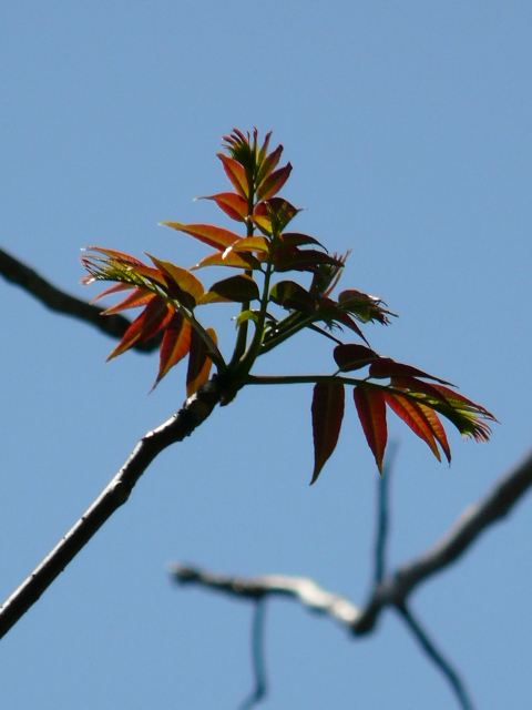 e0145782_20301385.jpg