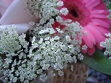 a0142083_153519.jpg