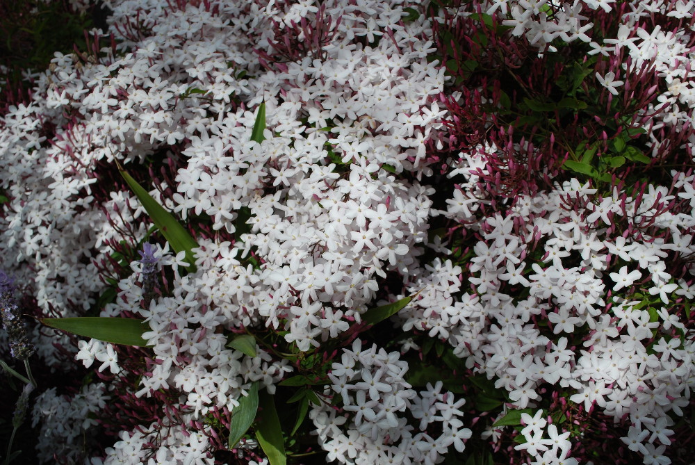 c0132387_054752.jpg