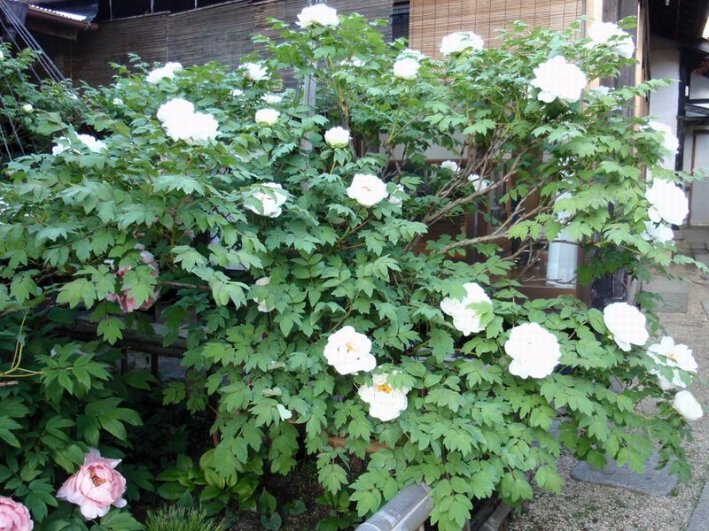 d0069498_2263955.jpg