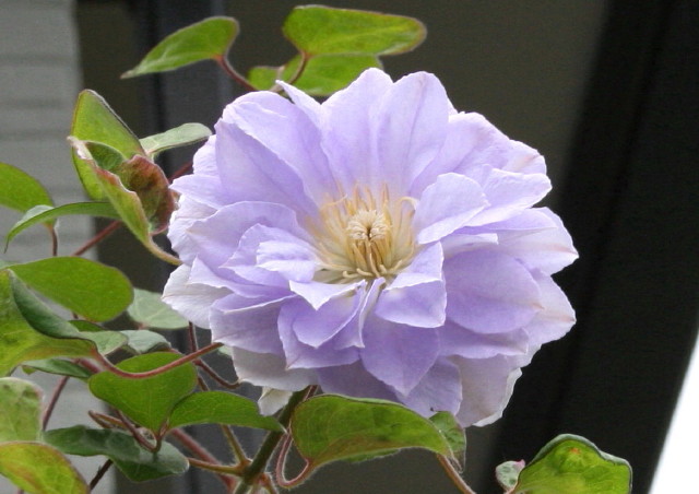f0054904_17422123.jpg