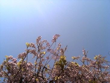 e0132609_1983725.jpg