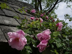 c0190010_20545223.jpg