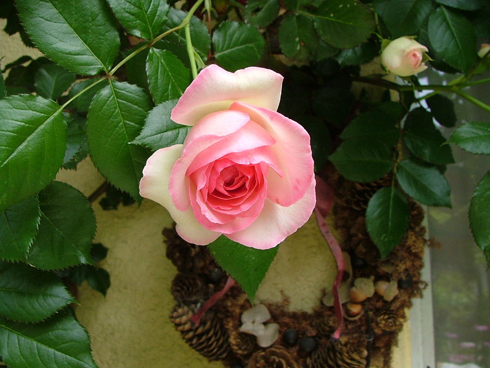 c0212214_2322186.jpg