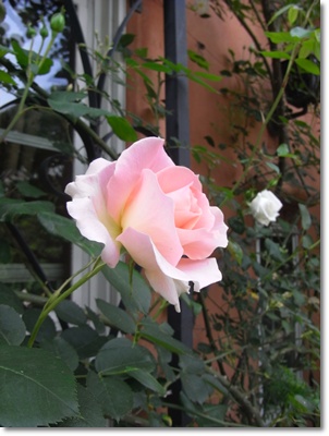 c0214615_2033841.jpg