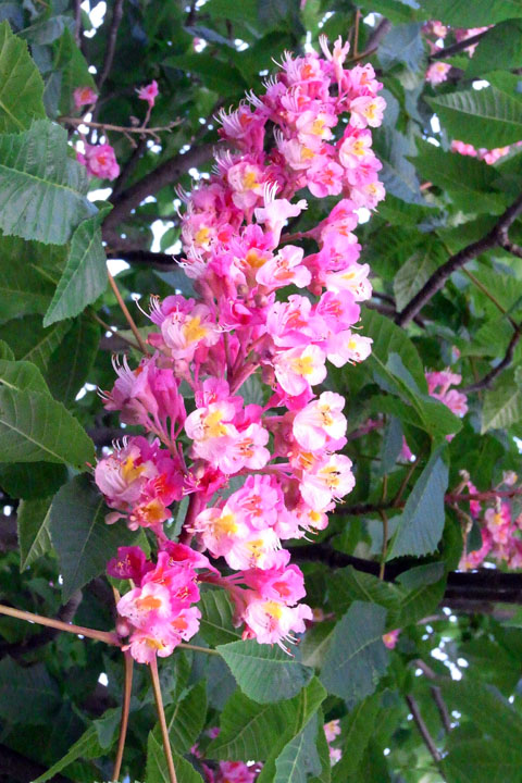 e0083517_9302410.jpg